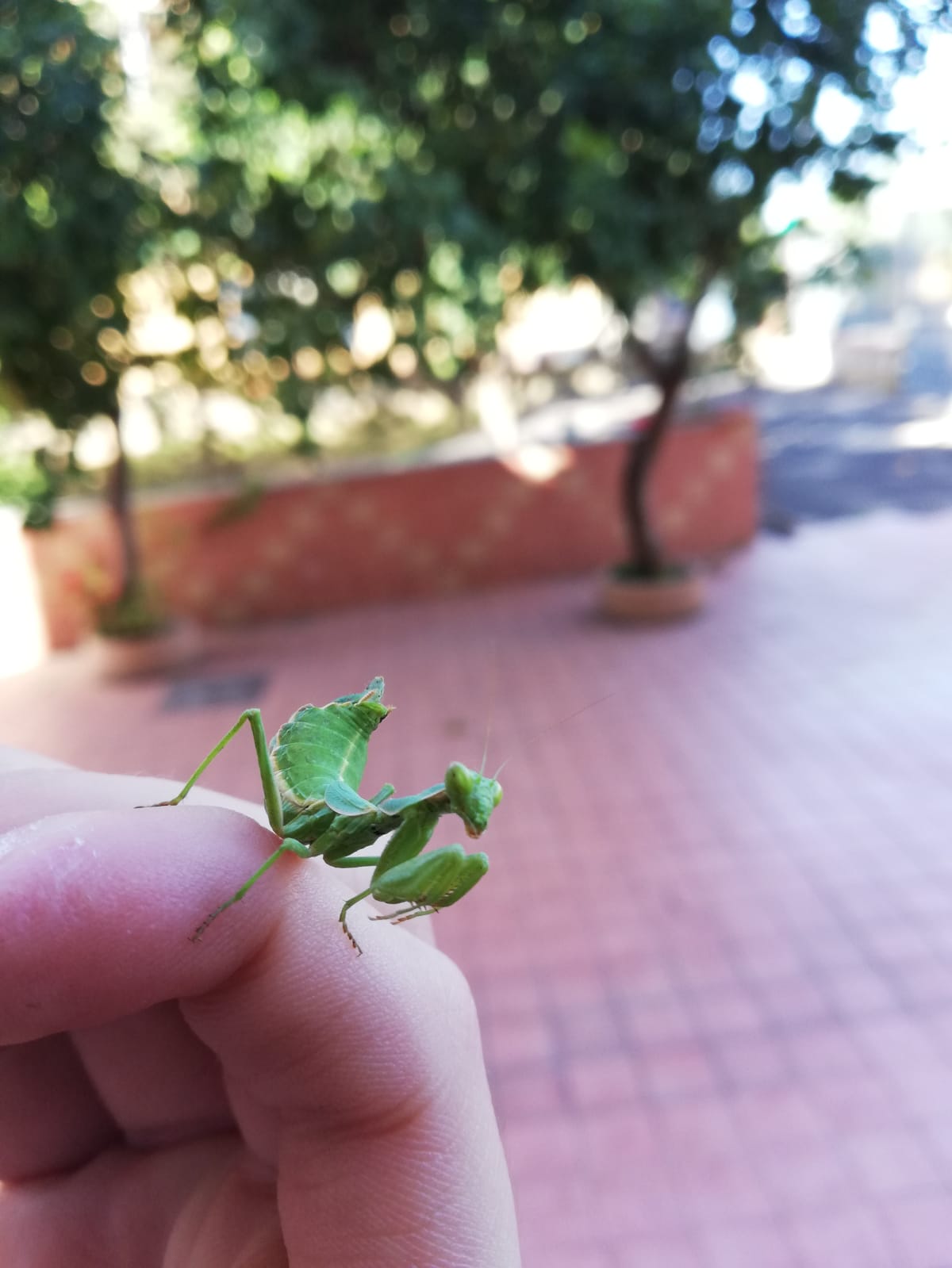 Identificazione mantide:  Ameles spallanzania